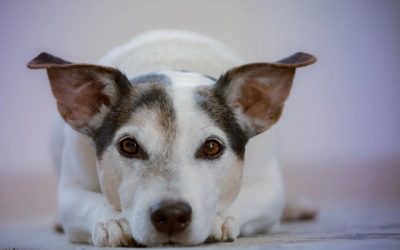 Het geheim van een gelukkige pup